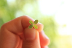 Acmispon parviflorus