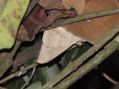 Oxyodes