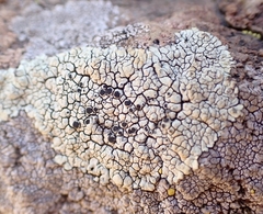Lobothallia alphoplaca