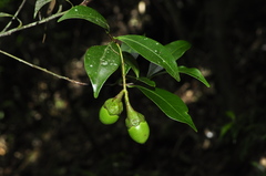 Ocotea marumbiensis