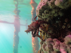 Leptomithrax gaimardii