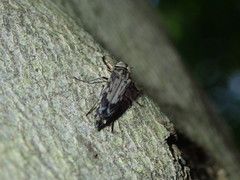 Yakuhananomia bidentata