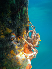 Leptomithrax gaimardii