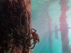 Leptomithrax gaimardii