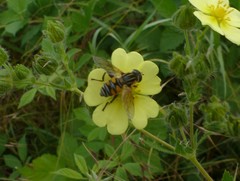 Mesembrius peregrinus