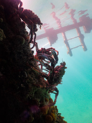 Leptomithrax gaimardii