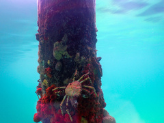 Leptomithrax gaimardii