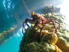 Leptomithrax gaimardii