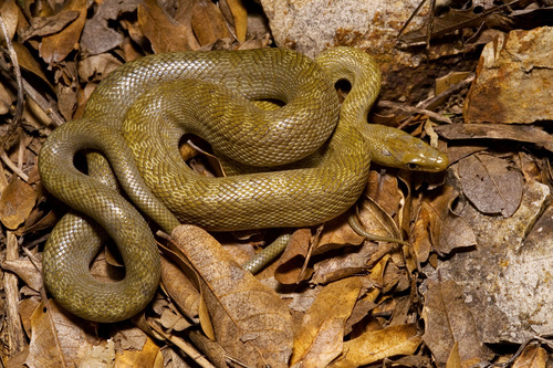 Senticolis triaspis