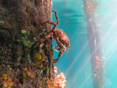 Leptomithrax gaimardii