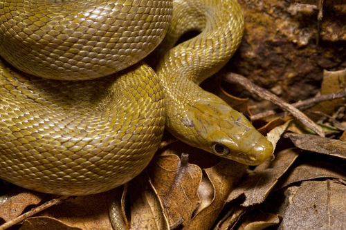 Green Rat Snake