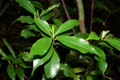 Ocotea marumbiensis