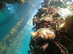 Leptomithrax gaimardii