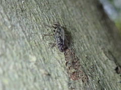 Yakuhananomia bidentata