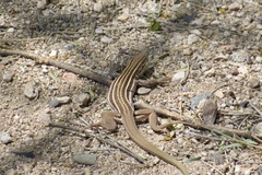 Aspidoscelis stictogrammus