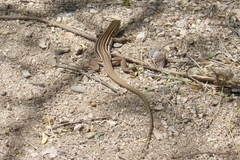 Aspidoscelis stictogrammus