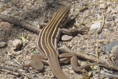 Aspidoscelis stictogrammus