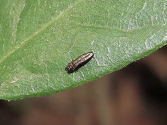 Endelus collaris kerremansi