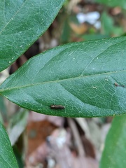Endelus collaris kerremansi