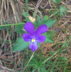 Viola montcaunica