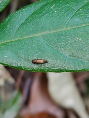 Endelus collaris kerremansi