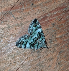 Hydriomena speciosata