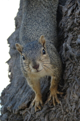 Sciurus niger
