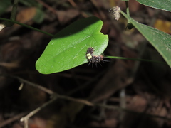 Erasmia pulchella