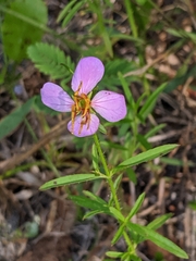 Rhexia mariana mariana