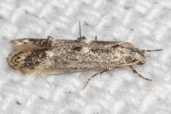 Blastodacna bicristatella