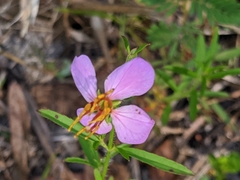 Rhexia mariana mariana