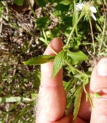 Geum canadense texanum