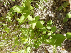 Geum canadense texanum