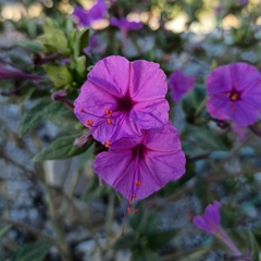 Mirabilis jalapa