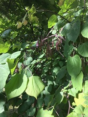Cercis canadensis