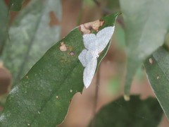 Leucodrepana serratilinea