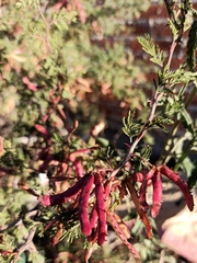 Mimosa aculeaticarpa