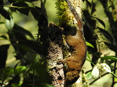 Sciurus pucheranii