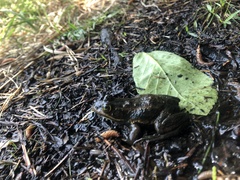 Lithobates virgatipes