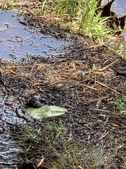 Lithobates virgatipes
