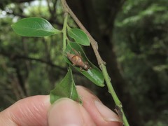 Ornebius formosanus