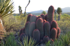 Ferocactus pilosus