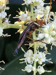 Strangalia virilis