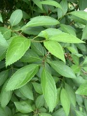 Forsythia viridissima