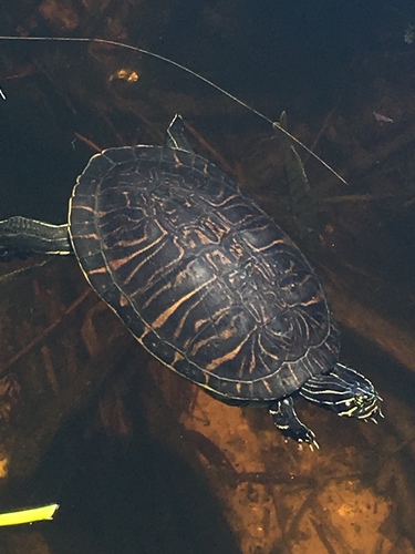 Peninsular Cooter