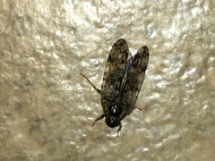 Melanoliarus placitus