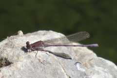 Argia pallens