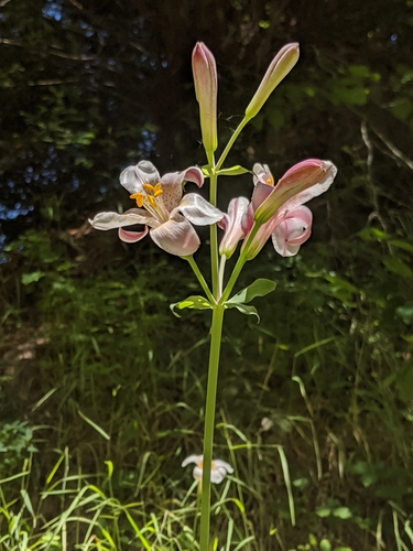 Image of Lilium rubescens by no rights reserved