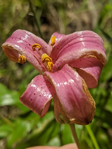 Image of Lilium rubescens by no rights reserved