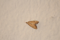 Evergestis pallidata